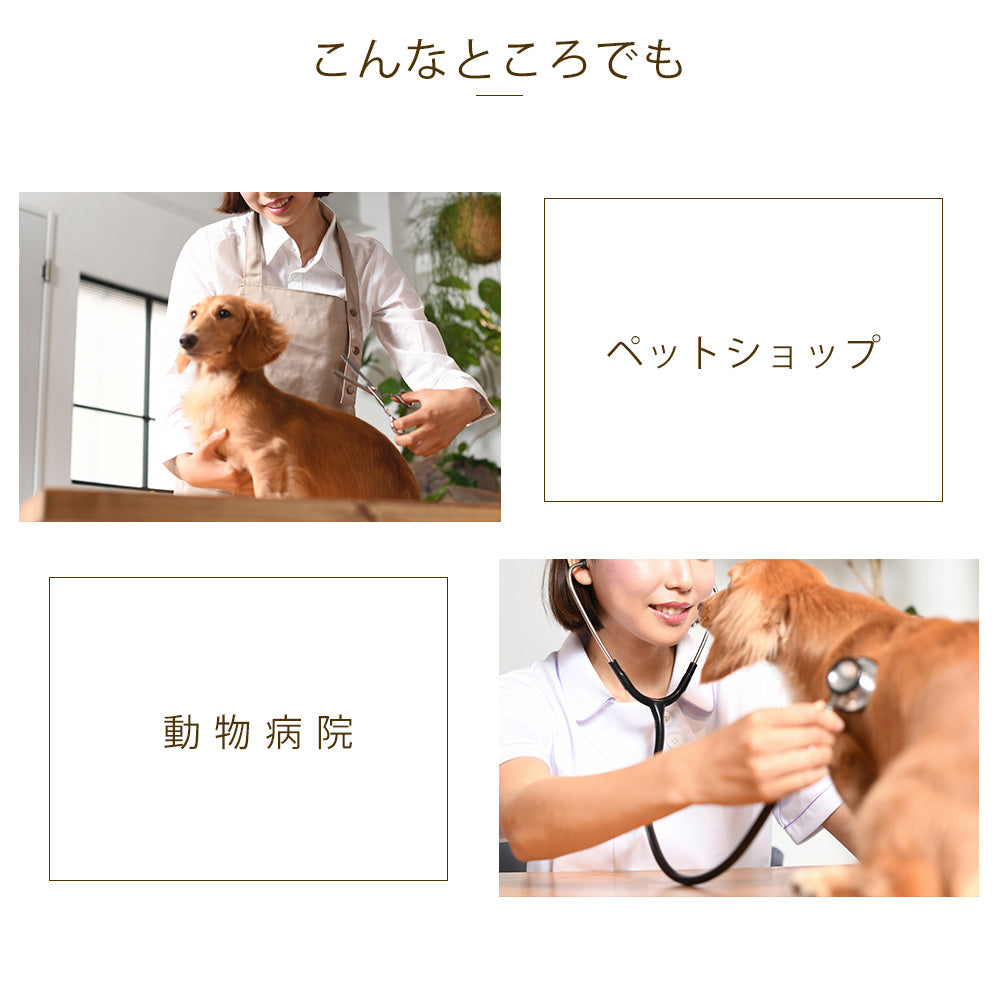 wall clock dog